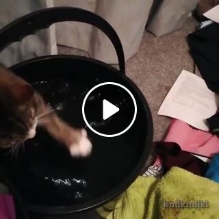 Cat playing with water