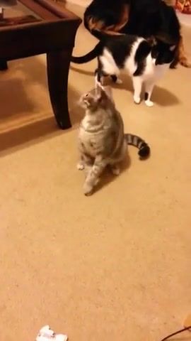 Cat touch this2 - Video & GIFs | cat,animals pets
