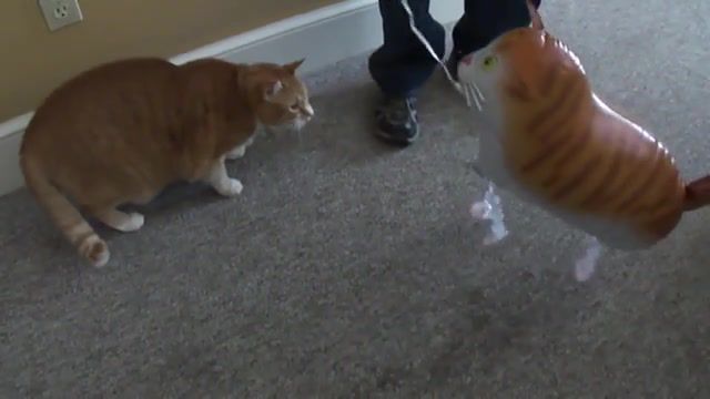 Cat vs Cat Balloon, Animals Pets