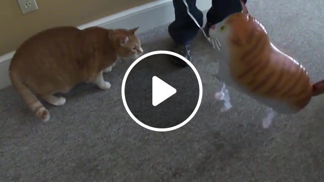 Cat vs cat balloon, animals pets. #0