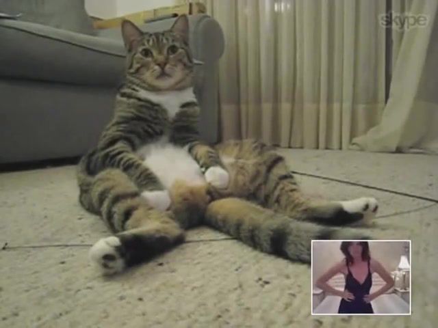 Cat vs Girl, Internet, Barry White, Cute, Skype, Girl, Cat, Animals Pets