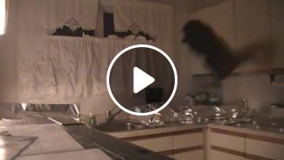 Do not jump on the counter