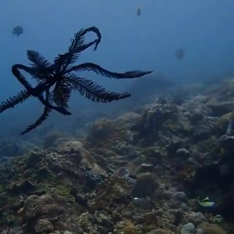 Feather star, animals pets.