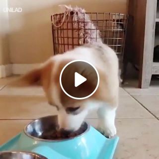 Food so good he couldn't help but awoo