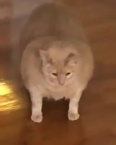 He got more chins than china town - Video & GIFs | cat,fat,fat cat,meme,animals,fat animals,thicc,thicc animals,thick cat,funny cat,fat cats,fat kitty,fat kitten,ginger cat,fat ginger,funny animals,funny fat cat,meowpeow,animals pets