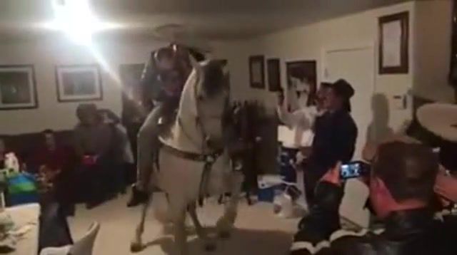 Horses in the back Hold my cerveza, Dance, Dancing, Horse, Old Town Road, Horses In The Back, Mexico, Mexican, Cowboy, Vaquero, Mariachi, Wtf, Party, Animals Pets