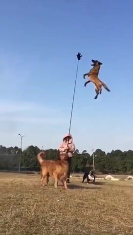 Jump, dog, jump, pets, training, animals pets.