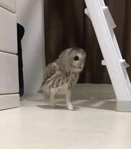 Owl Dance D, Animals Pets