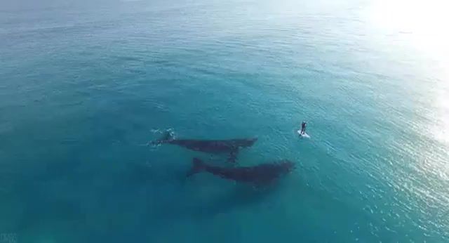 Perf Life LT, Whale, Sea, Ocean, World, Planet, Water, Green, Surf, Pad, Animal, Cinemagraph, Cinemagraphs, Moby, Eleprimer, Live Pictures