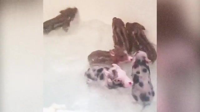 Piglets bath moshpit - Video & GIFs | dancing,funny,bath,bathroom,wildspark,dark side,drum and b,mosh pit,meme,mimimi,piglets,animals pets