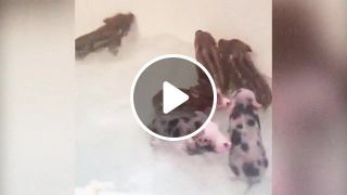 Piglets bath moshpit