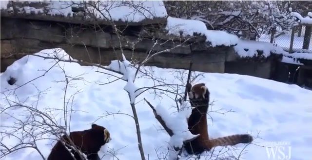 Red Pandas Play in the Snow, Red Pandas, Red Pandas Playing In Snow, Red Panda, Red Pandas Playing In The Snow, Cute, Animal, Kawaii, Snow, Winter, Tree, Kawaii Music, Animals Pets