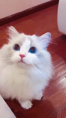 Relax - Video & GIFs | cat,cute,beauty,eyes,animals pets
