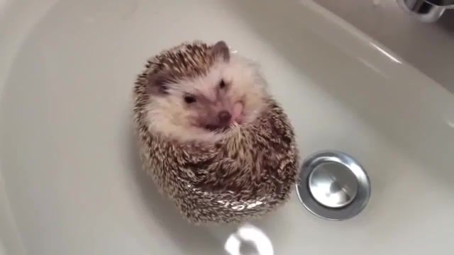 Relax,take it easy - Video & GIFs | hedgehog,hedgehog photo,watch hedgehog,hedgehog takes a bath,hedgehog swims,cute hedgehog,my hedgehog,hedgehog lives at home,home hedgehog,swimming,animals pets