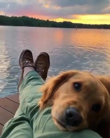 Relaxing, dogs, animals, river, sunset, reflection, paradise, nature, pets, christopher cross sailing, animals pets.