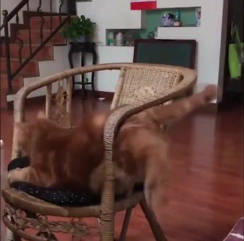 So stucky chair - Video & GIFs | chair,cat,didgeridoo,bagpipes,ginger,stuck,animals pets