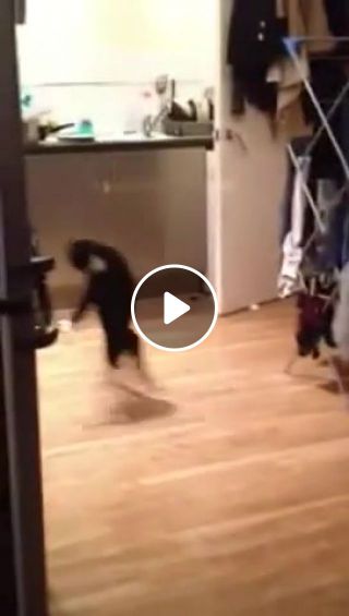 Stop Hammertime Funny cat walk Dancing