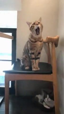 The cat yawned - Video & GIFs | animals pets