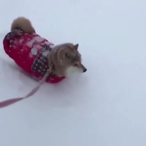 The wobble - Video & GIFs | animals pets