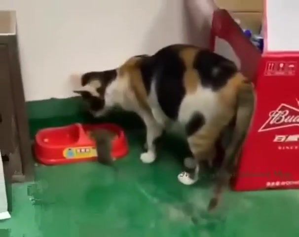 This cat is feeding a mouse, Animals Pets