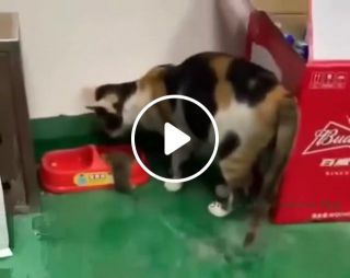 This cat is feeding a mouse