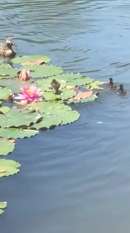 This duckling is going places