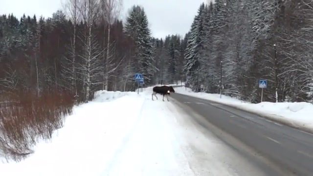This moose knows the traffic rules, winter, russia, moose, animals pets.