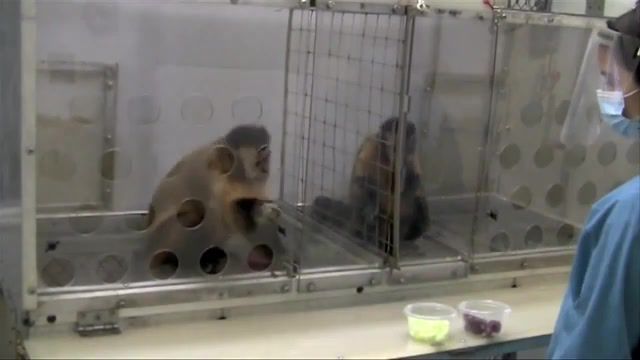 Two monkeys were paid unequally, animals pets.