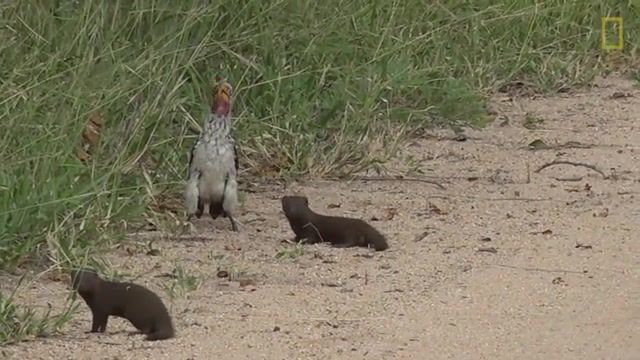 When you are bad acter Nat Geo Wild, National Geographic, Wild, Wildlife, Animals, Mongoose, Baby Animals, Animal Behavior, South Africa, Mongoose Pups, Hornbill, Mutualistic Hunting, Adult Mongooses, Potential Predator, When You Are Bad Acter, Animals Pets
