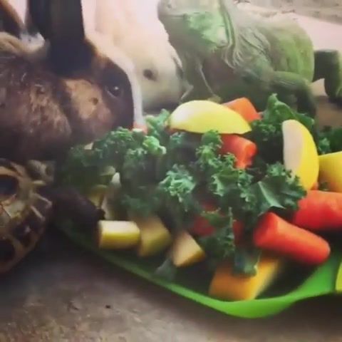When You Green and Strange, Eleprimer, Animals, Music, The Doors, Reptiloid, Color, Green, Eat, Funny, Lol, Bunny, Animal, Zoo, Wtf, Ugly, Animals Pets