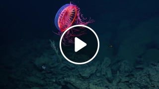 X files Amazing jellyfish spotted in ocean at 1225m in the Revillagigedo Archipelago off Baja California