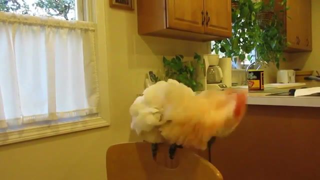 Angry birds, Fail Compilation, Fails Of The Month, Epic Fail Compilation, Epic Fails Ever, Epic Fail Cats, Fails, Best Fails Of, Fail, Funny, Funniest, Animals Pets
