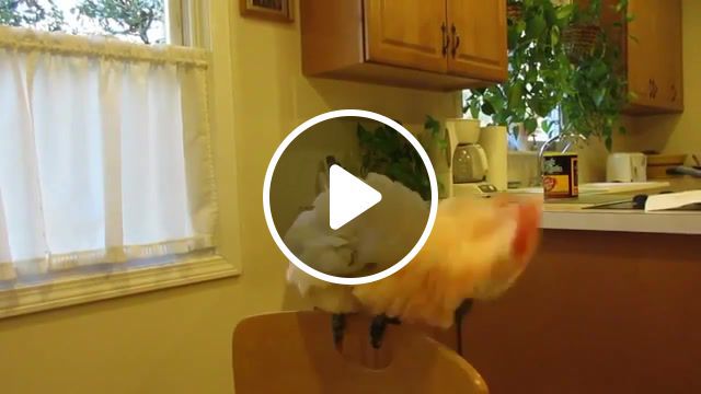 Angry birds, fail compilation, fails of the month, epic fail compilation, epic fails ever, epic fail cats, fails, best fails of, fail, funny, funniest, animals pets. #0