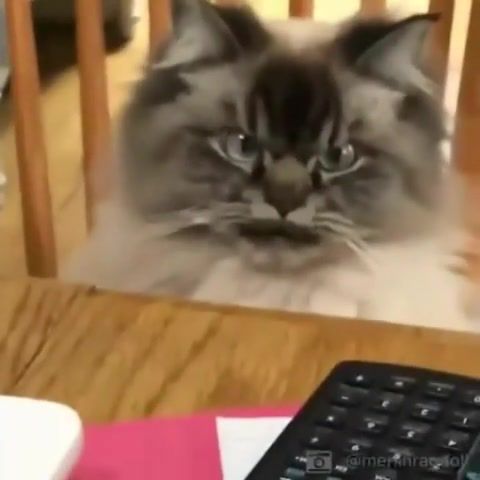 Angry cat, hello im jah, copyright claim, meme, memes, meme compilation, copyright claim meme, compilation, compilations, jah, animals pets.