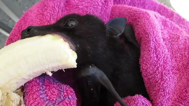 Banana monster eating banana, bat, funny, cute, dracula, untold, vampire, animals pets.