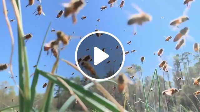 Beauty of nature bee, nature, bee, lord of the rings, earth, slow motion, life, insects, animals pets. #0