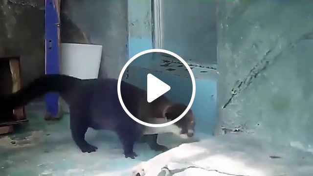 Blinding lights, nature, animal, otter, funny, dancing, dance, weeknd, animals pets. #0