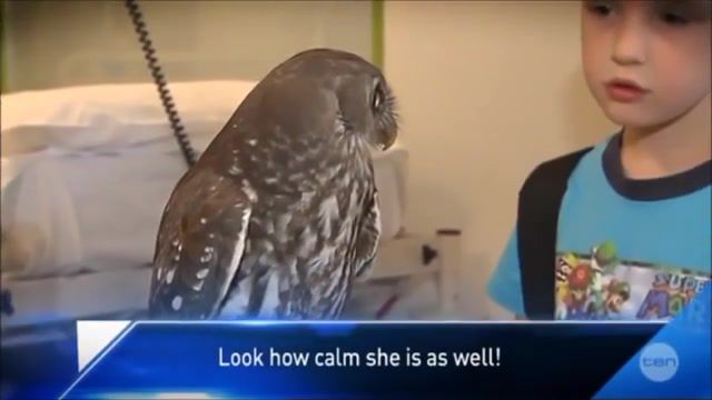 Calm owl, nelly, animals pets.