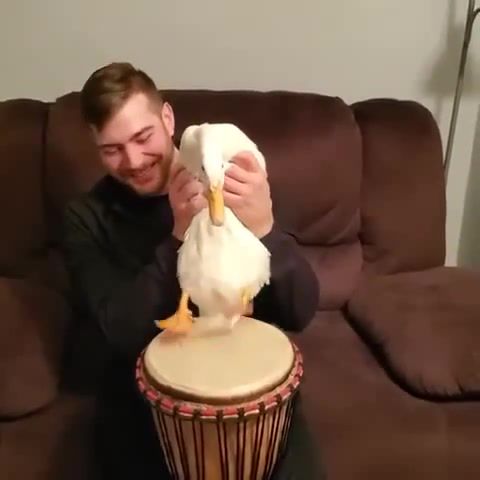 Celtic Drummer Goose, Animals Pets