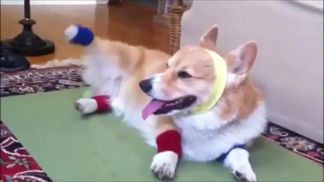 Corgi Fitness, Corgi, Epic, Funny Dog, Funny Dogs, Funny Animals, Dog, Animal, Music, Laughs, New, Hit, Smile, Media, Laughter, Cute, Laughing, Laugh, Hilarious, Funny, Animals Pets