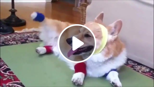 Corgi fitness, corgi, epic, funny dog, funny dogs, funny animals, dog, animal, music, laughs, new, hit, smile, media, laughter, cute, laughing, laugh, hilarious, funny, animals pets. #0
