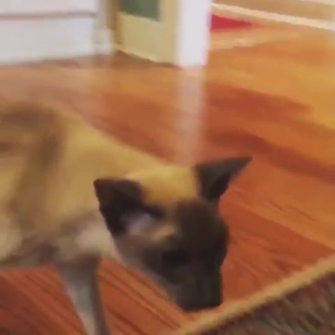 Cute cat walking around, cat, welcomehome, siamese, cou, catsof, vine, lol, cute, pets, animals, animals pets.