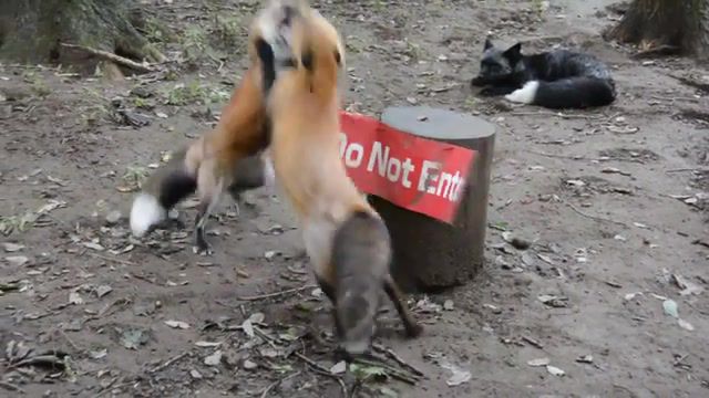 Fox fight, animals pets.