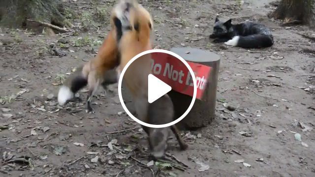 Fox fight, animals pets. #0