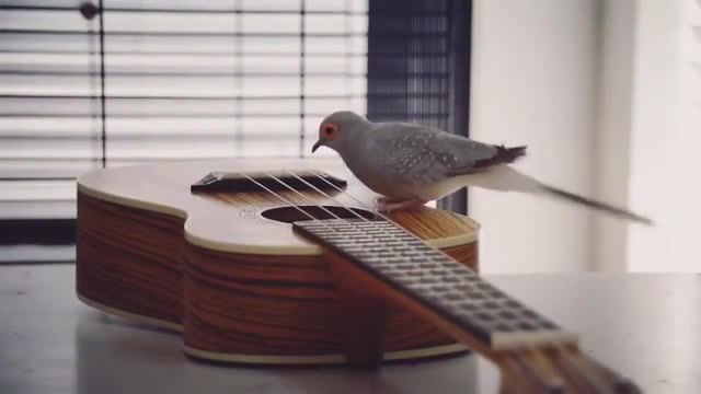 Hey, Check This Riff Out Smoke On The Water, Music Loops, Like A Boss, Igor Presnyakov, Solo, Rock N Roll, Rock, Smoke On The Water, Deep Purple, Riff, Guitar, Pigeon, Birds, Bird, Animals, Zoo, Animals Pets