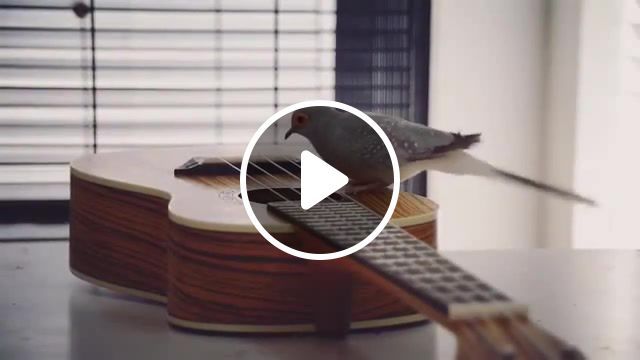 Hey, check this riff out smoke on the water, music loops, like a boss, igor presnyakov, solo, rock n roll, rock, smoke on the water, deep purple, riff, guitar, pigeon, birds, bird, animals, zoo, animals pets. #0