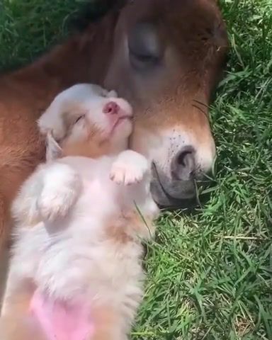 Horse, Horse, Dogs, Puppy, Sleeping, Cute, Animals, Foal, House, Dog, Slip, Love, Animals Pets