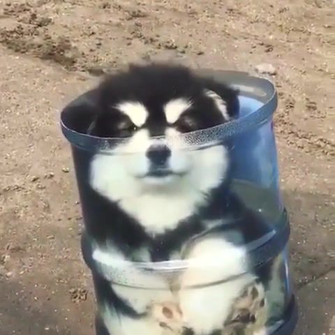 Husky In The Bottle. Best. Funny Vide. Cute Dog. Animal. Pets. Dog. Puppy. Puppies. Animals Pets.