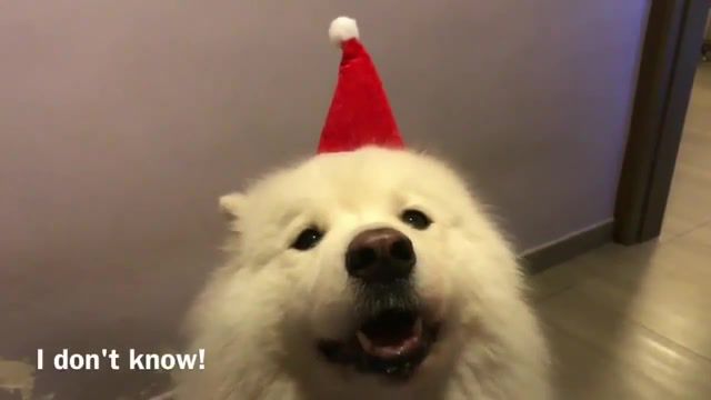 I Do Not Know. Why. You. So. Cute. I. Dont. Know. Dog. White. Doggo. Hat. Red. House. Funny. Animals Pets.