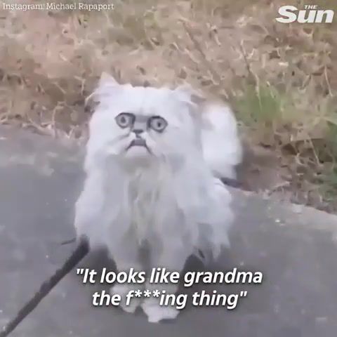 Is that a f ing cat, strange, cat, blink, animals pets.